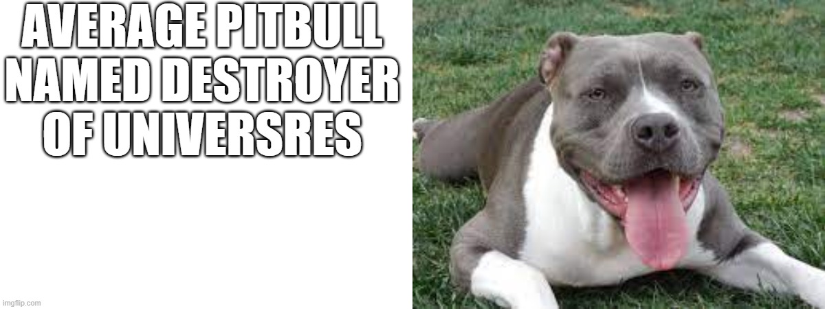 i  am so scared | AVERAGE PITBULL NAMED DESTROYER OF UNIVERSRES | image tagged in dog,memes,scary | made w/ Imgflip meme maker