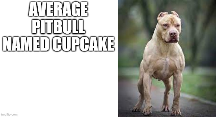 this dog is so sweeet | AVERAGE PITBULL NAMED CUPCAKE | image tagged in dogs,memes,pitbulls | made w/ Imgflip meme maker