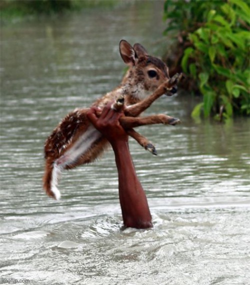 hand holding up deer | image tagged in hand holding up deer | made w/ Imgflip meme maker