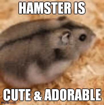 hamster is cute & adorable | HAMSTER IS; CUTE & ADORABLE | image tagged in gifs,hamster | made w/ Imgflip images-to-gif maker
