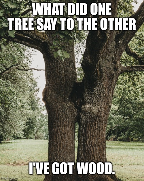 Tree joke | WHAT DID ONE TREE SAY TO THE OTHER; I'VE GOT WOOD. | image tagged in funny | made w/ Imgflip meme maker