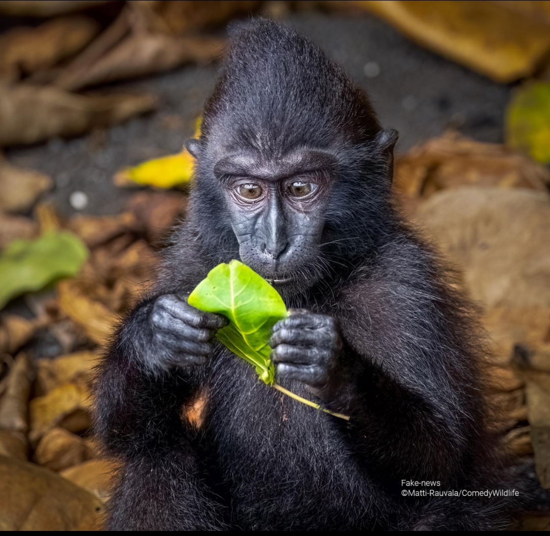 Monkey reading leaf Blank Meme Template