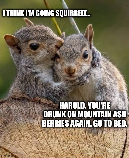 Secret | I THINK I'M GOING SQUIRRELY... HAROLD, YOU'RE DRUNK ON MOUNTAIN ASH BERRIES AGAIN. GO TO BED. | image tagged in secret | made w/ Imgflip meme maker