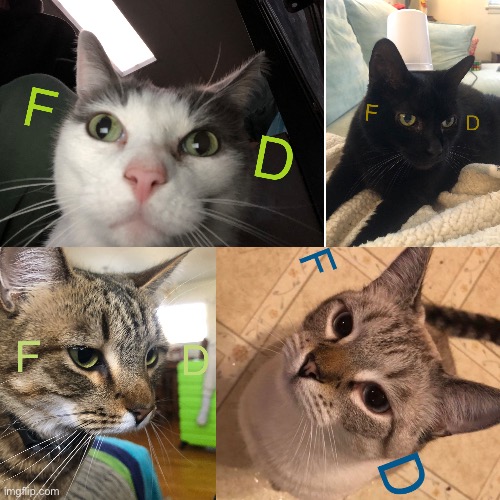 Got this idea from somewhere, can’t remember, but anyway my cats like food | image tagged in cats,food | made w/ Imgflip meme maker