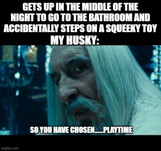 Saruman | GETS UP IN THE MIDDLE OF THE NIGHT TO GO TO THE BATHROOM AND ACCIDENTALLY STEPS ON A SQUEEKY TOY; MY HUSKY:; SO YOU HAVE CHOSEN......PLAYTIME | image tagged in playtime,husky,middleofthenight,saruman | made w/ Imgflip meme maker