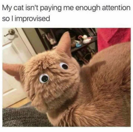 googly eye cat Blank Meme Template