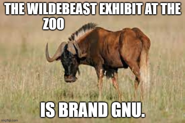meme by Brad new wildebeast exhibit at the zoo | THE WILDEBEAST EXHIBIT AT THE ZOO; IS BRAND GNU. | image tagged in animals | made w/ Imgflip meme maker