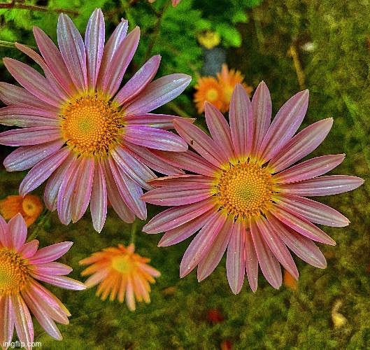 Daisies of some sort I presume | image tagged in daisy,flowers,photography,photos | made w/ Imgflip meme maker