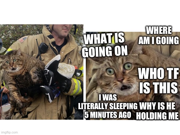 Kat and fireman | WHERE AM I GOING; WHAT IS GOING ON; WHO TF IS THIS; I WAS LITERALLY SLEEPING 5 MINUTES AGO; WHY IS HE HOLDING ME | image tagged in fat cat,fireman,memes | made w/ Imgflip meme maker
