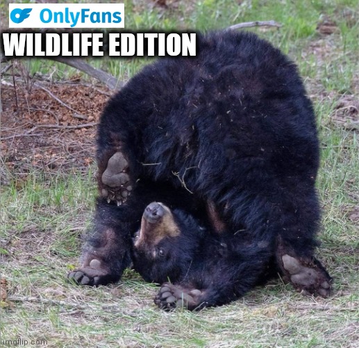 Upside down bear | WILDLIFE EDITION | image tagged in upside down bear | made w/ Imgflip meme maker