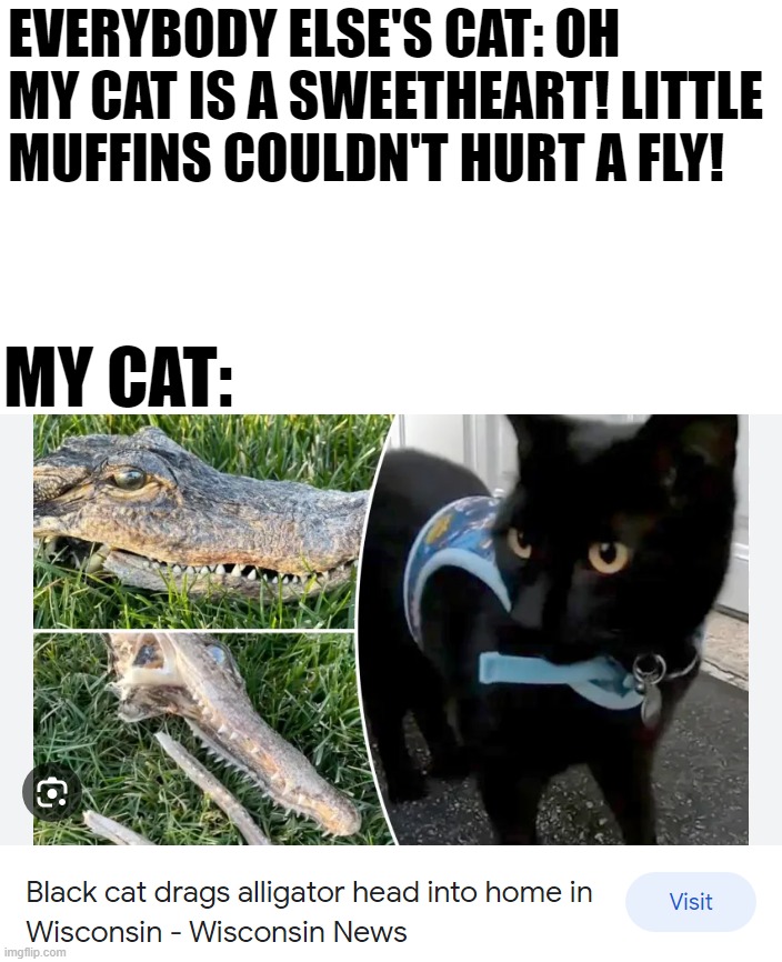 He still deserves pats. xD | EVERYBODY ELSE'S CAT: OH MY CAT IS A SWEETHEART! LITTLE MUFFINS COULDN'T HURT A FLY! MY CAT: | image tagged in cats | made w/ Imgflip meme maker