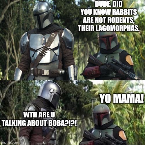 WTH Boba?!?! | DUDE, DID YOU KNOW RABBITS ARE NOT RODENTS, THEIR LAGOMORPHAS. YO MAMA! WTH ARE U TALKING ABOUT BOBA?!?! | image tagged in mandalorian boba fett said weird thing | made w/ Imgflip meme maker