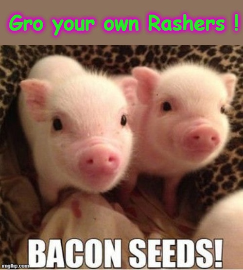 Gro your own bacon ! | Gro your own Rashers ! | image tagged in iwanttobebacon | made w/ Imgflip meme maker