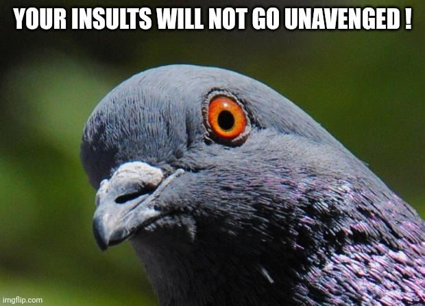 Pigeon | YOUR INSULTS WILL NOT GO UNAVENGED ! | image tagged in pigeon | made w/ Imgflip meme maker