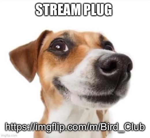 STREAM PLUG; https://imgflip.com/m/Bird_Club | made w/ Imgflip meme maker