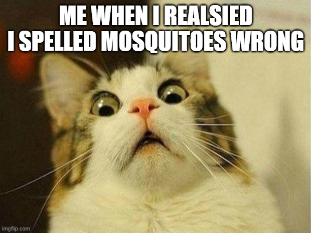 ME WHEN I REALSIED I SPELLED MOSQUITOES WRONG | image tagged in memes,scared cat | made w/ Imgflip meme maker