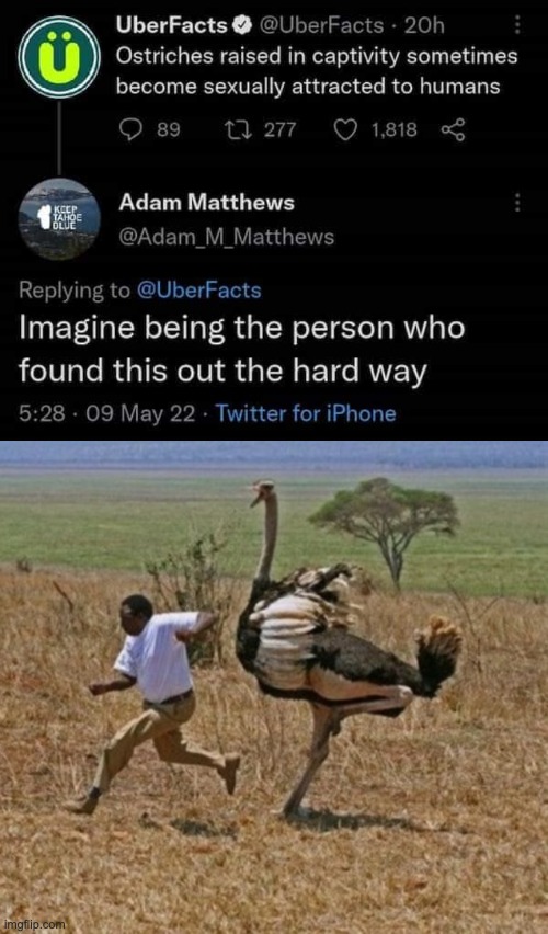 CURSED | image tagged in cursed,comments,funny | made w/ Imgflip meme maker