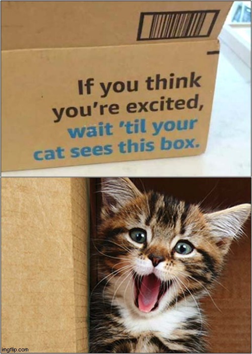 Excitement ! | image tagged in cats,excited,boxes | made w/ Imgflip meme maker