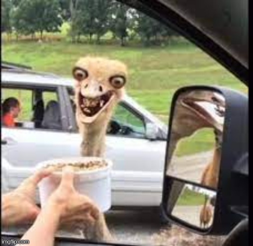 chicken | made w/ Imgflip meme maker