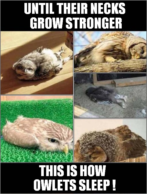 Sleepy Owlets | UNTIL THEIR NECKS
 GROW STRONGER; THIS IS HOW  
OWLETS SLEEP ! | image tagged in owls,owlets,sleeping,position | made w/ Imgflip meme maker