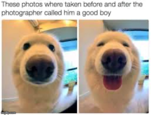 Hehe | image tagged in good boy,dog,wholesome | made w/ Imgflip meme maker