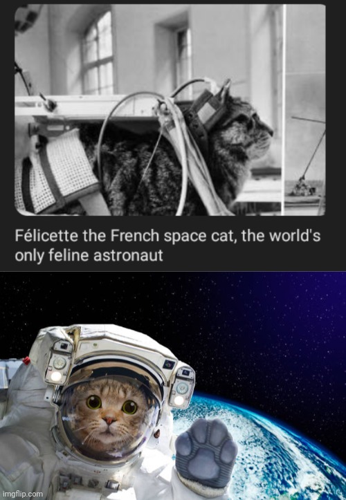 Félicette feline astronaut | image tagged in kitty cat astronaut in space,cats,cat,memes,french,astronaut | made w/ Imgflip meme maker