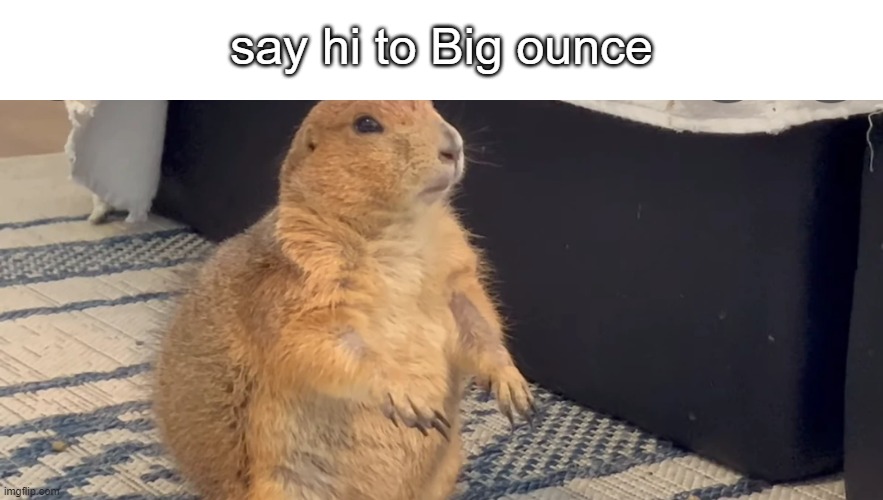big ounce | say hi to Big ounce | image tagged in big ounce | made w/ Imgflip meme maker
