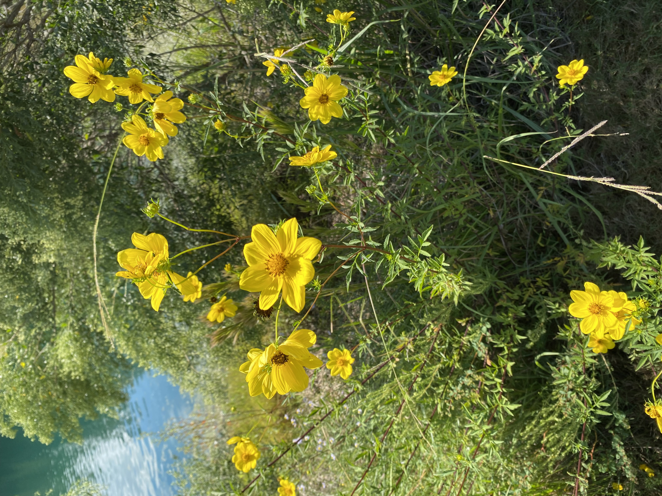 High Quality Wildflowers Blank Meme Template