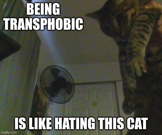cat is tramatized | BEING TRANSPHOBIC; IS LIKE HATING THIS CAT | image tagged in cat is tramatized | made w/ Imgflip meme maker