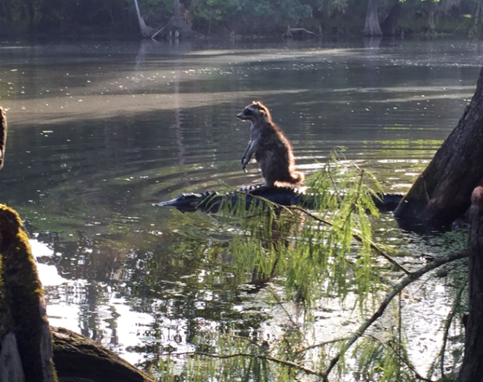 a racoon riding an alligator Blank Meme Template