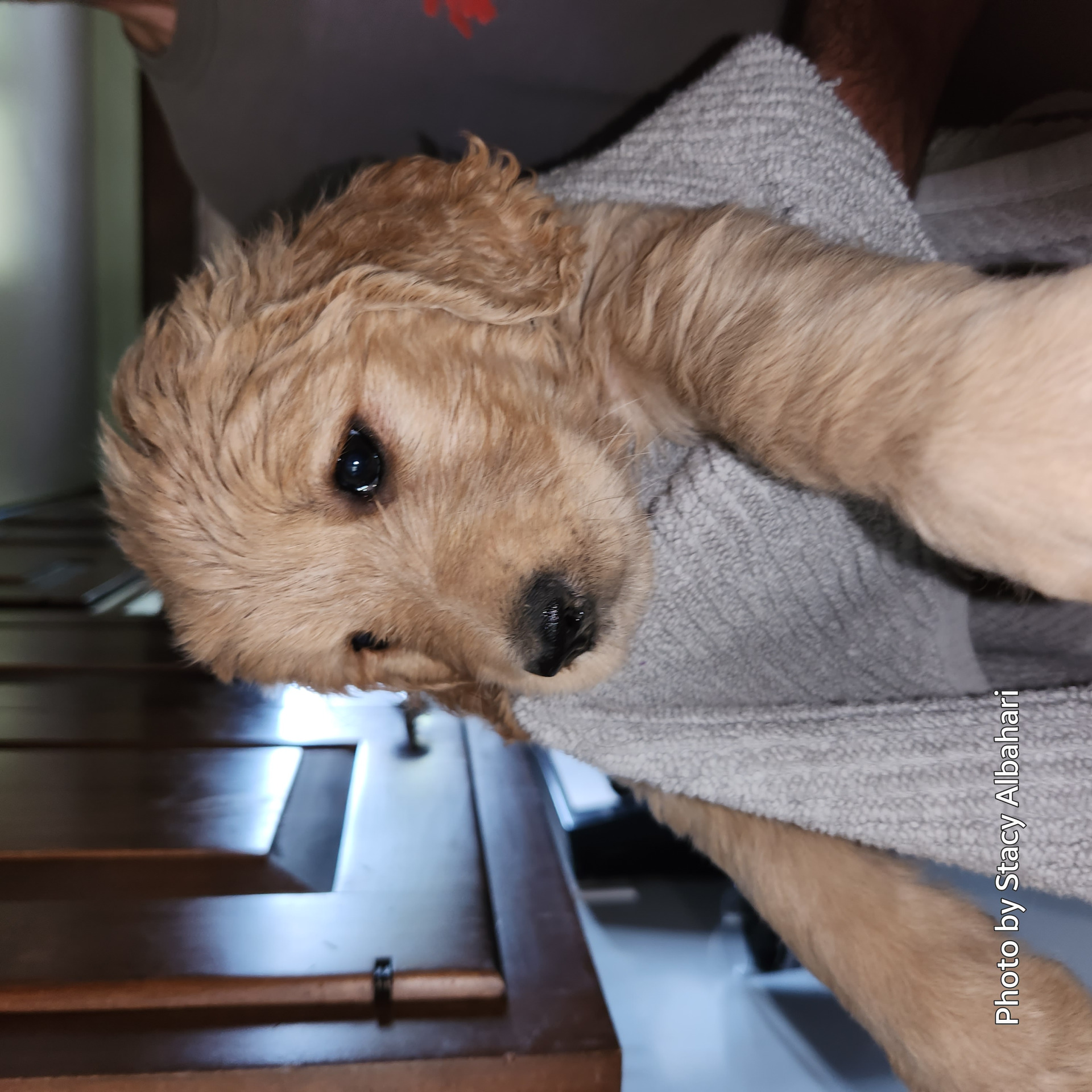 Goldendoodle Blank Template Imgflip