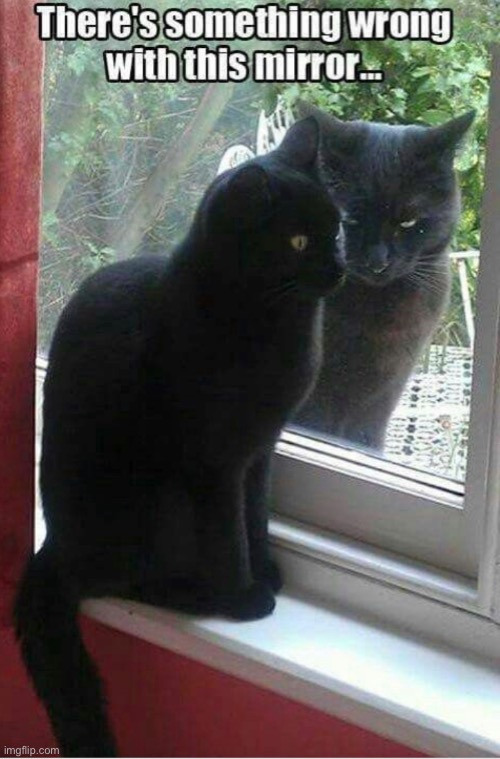 after some thoughtful reflection… | image tagged in funny,cat,meme,relfection,mirror | made w/ Imgflip meme maker