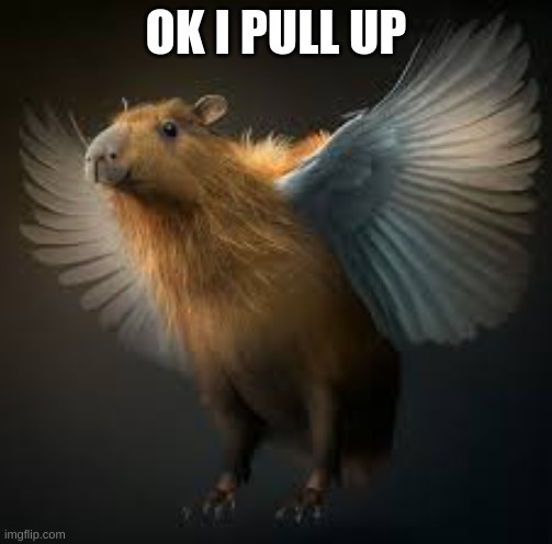 flying capybara | OK I PULL UP | image tagged in memes,lol so funny,capybara | made w/ Imgflip meme maker