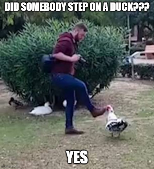 Stepped On | DID SOMEBODY STEP ON A DUCK??? YES | image tagged in funny ducks | made w/ Imgflip meme maker