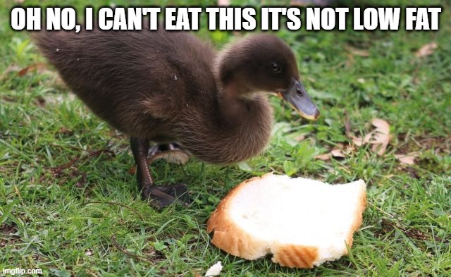 No Bread | OH NO, I CAN'T EAT THIS IT'S NOT LOW FAT | image tagged in funny duck | made w/ Imgflip meme maker