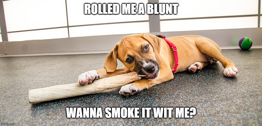 Blunt Dog | ROLLED ME A BLUNT; WANNA SMOKE IT WIT ME? | image tagged in funny dog | made w/ Imgflip meme maker