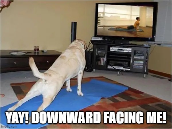 Yoga Dog | YAY! DOWNWARD FACING ME! | image tagged in funny dogs | made w/ Imgflip meme maker