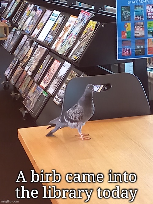 A birb came into the library today | image tagged in frost | made w/ Imgflip meme maker