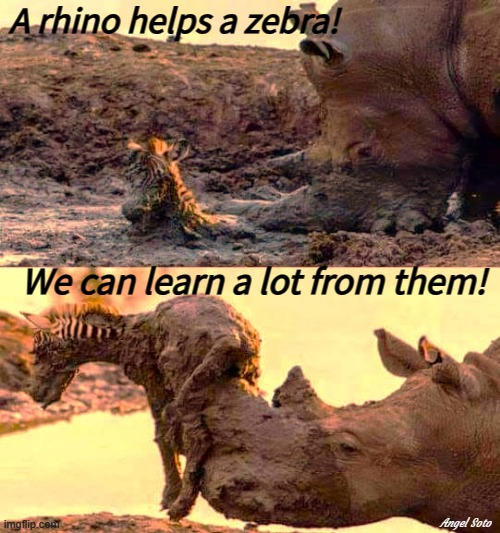 you need a lift? - a rhino helps a zebra | A rhino helps a zebra! We can learn a lot from them! Angel Soto | image tagged in rhino,zebra,help from different species,we can learn | made w/ Imgflip meme maker