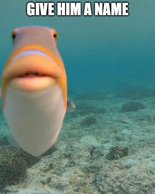 fish | GIVE HIM A NAME | made w/ Imgflip meme maker