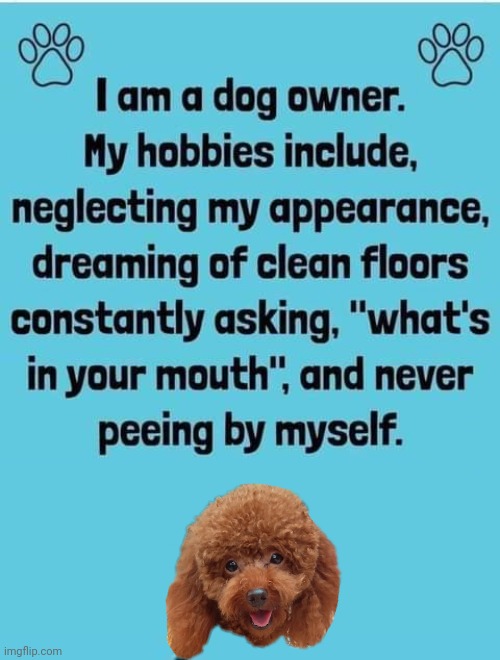 Dog owners blues | image tagged in poodle | made w/ Imgflip meme maker