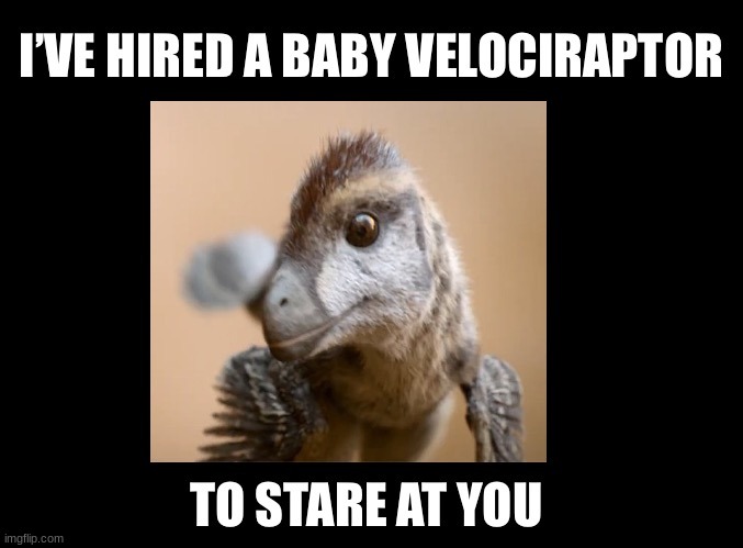 I’ve hired a Baby Velociraptor to stare at you | image tagged in i ve hired a baby velociraptor to stare at you | made w/ Imgflip meme maker