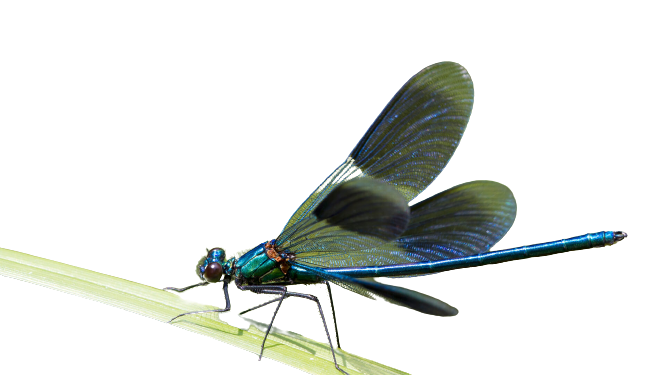 Transparent Dragonfly PNG Blank Meme Template