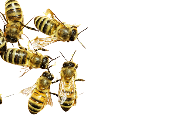 High Quality Honeybees Transparent PNG Blank Meme Template