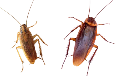 High Quality Transparent Cockroaches PNG Blank Meme Template