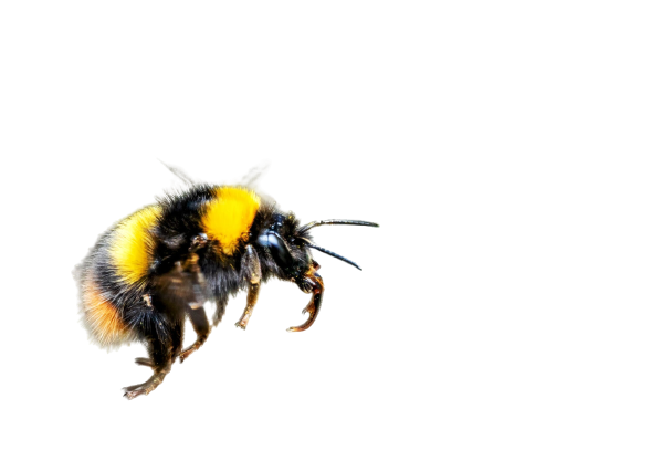 High Quality Bumblebee Transparent PNG Blank Meme Template