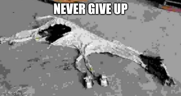 〰〰〰〰〰〰〰〰〰〰〰〰〰〰〰〰〰〰〰〰〰〰〰〰〰〰〰〰〰〰〰〰〰〰〰〰〰〰〰〰〰〰〰〰〰〰〰〰〰〰〰 | NEVER GIVE UP | made w/ Imgflip meme maker