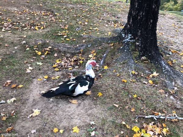 Duck at the park | image tagged in duck,ducks,park,lake | made w/ Imgflip meme maker