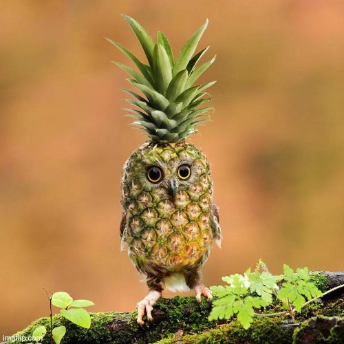 pineapple owl | made w/ Imgflip meme maker