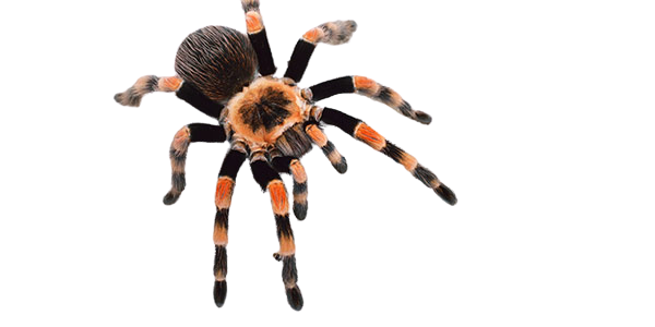 High Quality Tarantula Transparent PNG Blank Meme Template